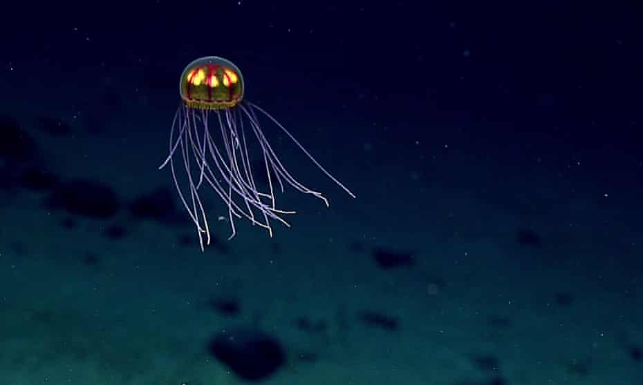 A jellyfish in the Pacific Ocean’s Mariana Trench.