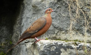 Socorro dove.