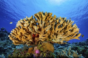 Ilhas Marshal. Um peixe nada acima de um recife no atol Rongelap. Os pesquisadores concluíram um mapa online abrangente dos recifes de coral do mundo usando mais de 2 milhões de imagens de satélite de todo o mundo. O Allen Coral Atlas foi batizado em homenagem ao falecido co-fundador da Microsoft, Paul Allen, e atuará como uma referência para a conservação de recifes, planejamento marinho e ciência dos corais enquanto os pesquisadores tentam salvar esses frágeis ecossistemas que estão sendo perdidos pelas mudanças climáticas