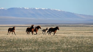 Cavalos selvagens galopam na reserva Fort McDermitt Paiute-Shoshone perto de McDermitt, Nevada, EUA