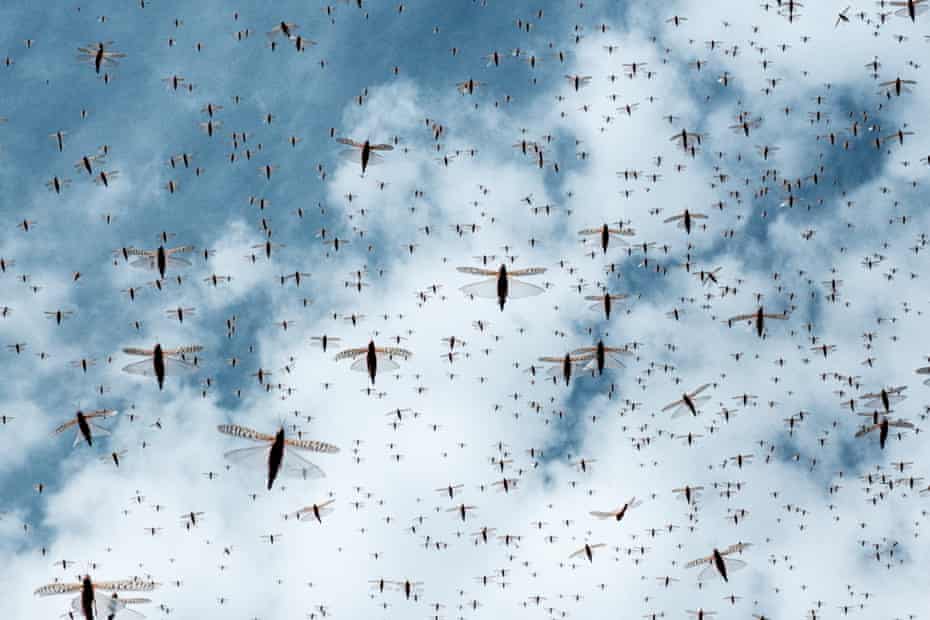 A swarm of desert locust fly after an aircraft sprayed pesticide in Meru, Kenya. - The United Nations Food and Agricultural Organisation works with a variety of Kenyan security, logistics and charter companies who have expanded their operations to closely track swarms of locusts in East Africa, before dispatching teams to targeted areas to spray the insects with pesticides to prevent damage to crops and grazing areas.It has been over a year since the worst desert locust infestation in decades hit the region, and while another wave of the insects is spreading through Somalia, Ethiopia and Kenya, the use of cutting edge technology and improved co-ordination is helping to crush the ravenous swarms and protect the livelihoods of thousands of farmers