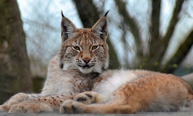Lillith, a young Eurasian lynx, is pictured in less intrepid mode.