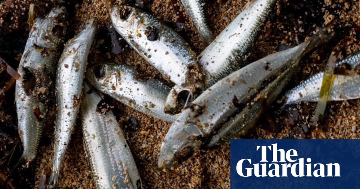 Papua New Guinea Fishing Ban: Balancing Environmental Concerns with Economic Realities
