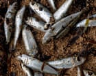 Papua New Guinea warns against fishing in New Ireland after mystery deaths of marine life | Ξένα νέα στο PlusTV.gr