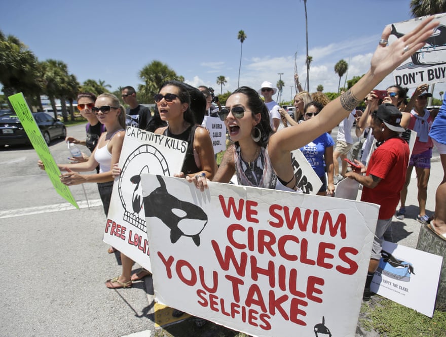 Protesters hold signs and wave their arms in a parking lot. The sign in the foreground has an illustration of a killer whale and the words ‘We swim circles while you take selfies’.