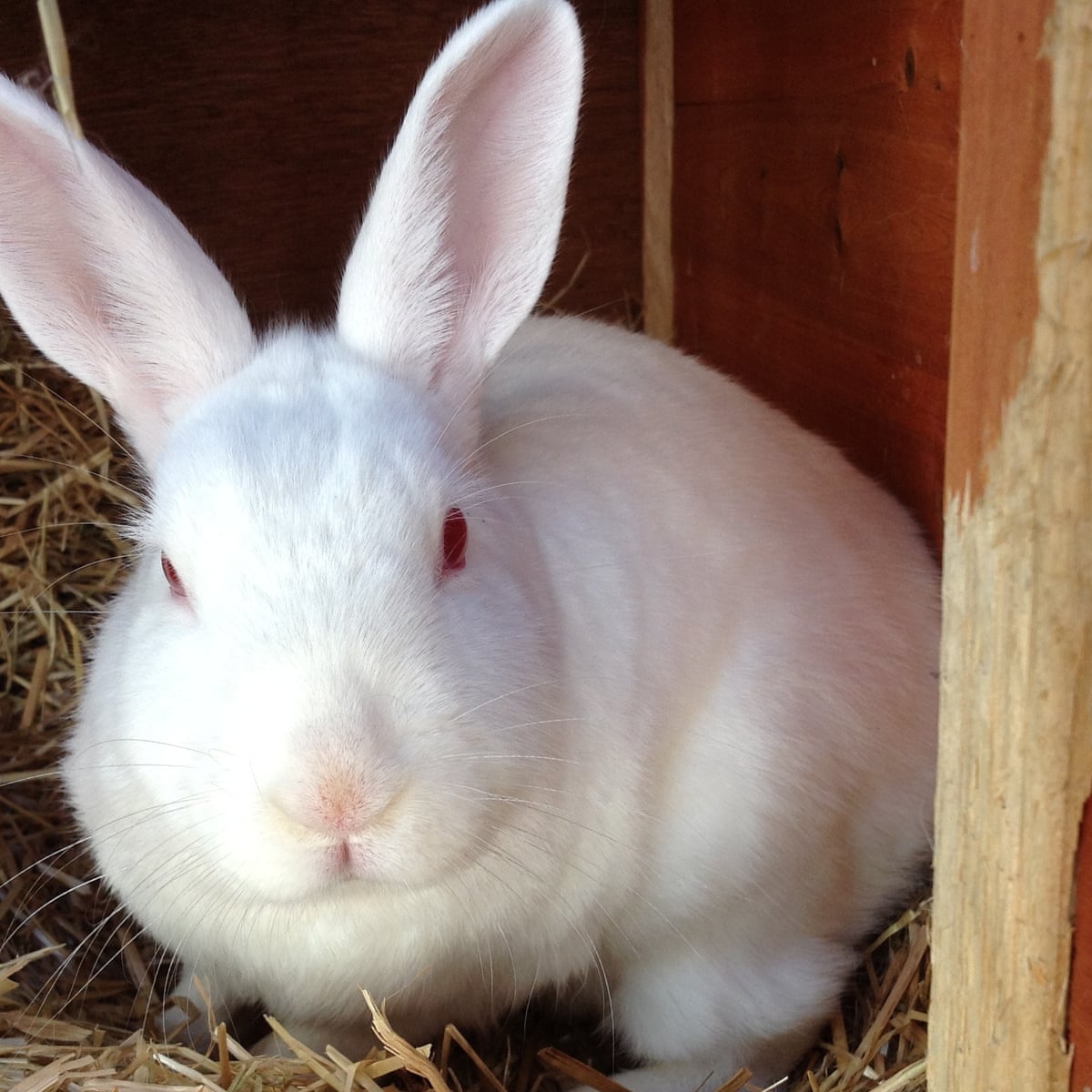 Can A House Rabbit Live With A Dog