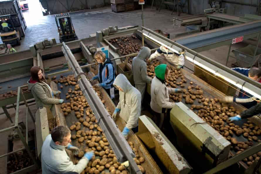 Migrant workers sort potatoes on a Lincolnshire farm.