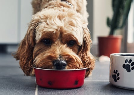 Dog eats food from a bowl