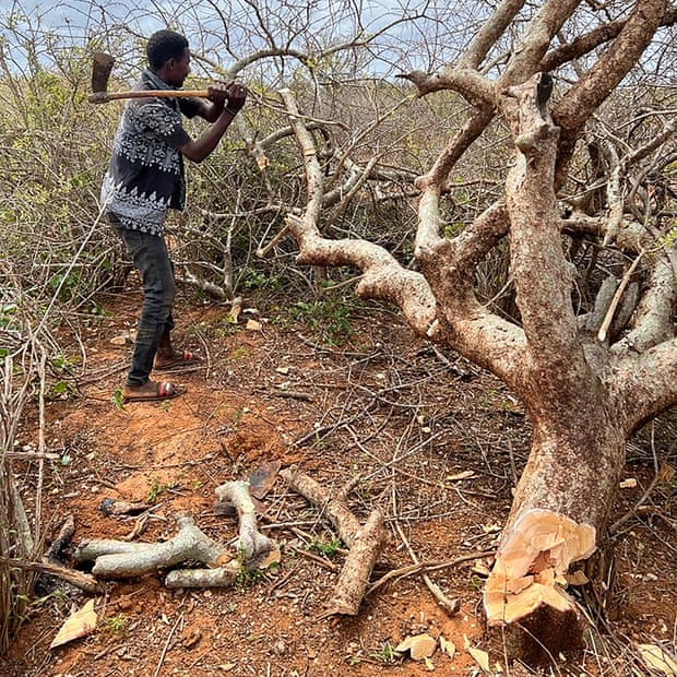 Loggers say they must travel further and further to find suitable trees to cut down.