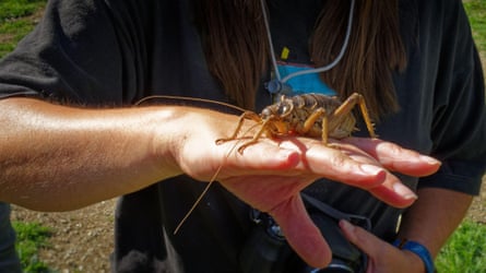 A Stephens Island or Cook Strait giant weta on a hand for scale during a visit to Maud Island in the Marlborough Sounds.