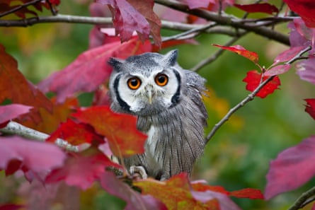 Eagle owl perching on a colourful autumn tree, looking into the camera with a quizzical expression