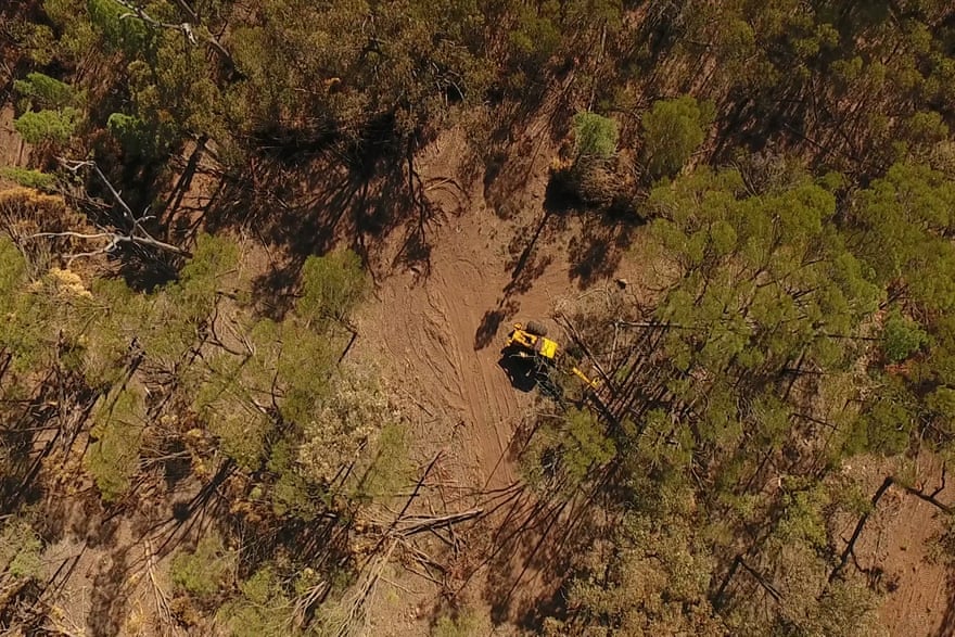 A cypress/eucalypt forest being bulldozed under the ‘thinning’ code in western Darling Downs in Queensland in May 2017
