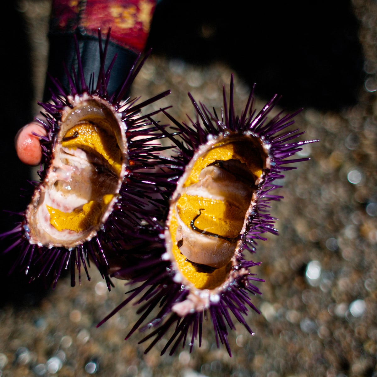 The Solution To California S Rampant Sea Urchin Problem Is To Eat Them I Gave It A Try California The Guardian The Solution To California S Rampant Sea Urchin Problem Is To Eat Them I Gave It A Try California The Guardian