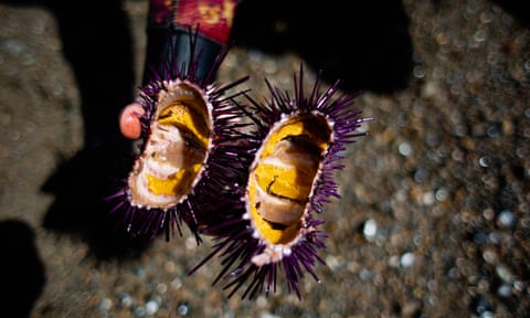 Ali Bouzari, a culinary scientists, shows the rich yellow roe still inside a purple sea urchin at Timber Cove in Jenner, California.