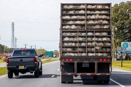 A truck loaded with chickens drives on the highway to deliver fowl to a meatpacking plant