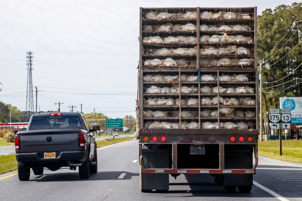 A truck loaded with chickens drives on the highway to deliver fowl to a meatpacking plant
