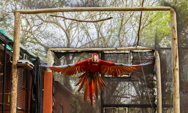 Macaw flies inside aviary