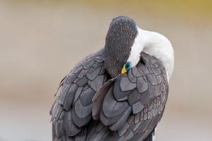 Pied cormorant