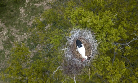 An aerial view of a stork’s nest