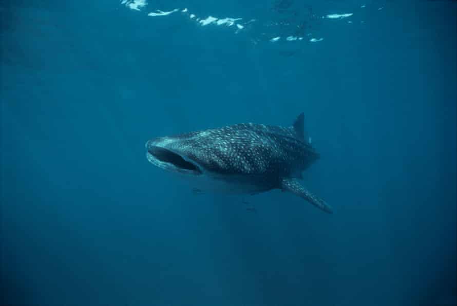 A whale shark at Ningaloo Reef