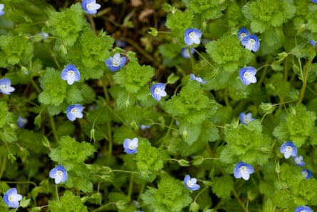 Common field speedwell Veronica persica