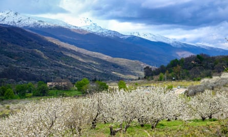 Flowering cherry trees in Caceres, Extremadura.