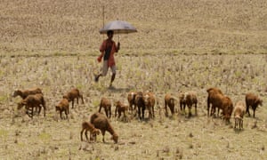 A villager stands under his umbrella to protect him from the sun as he watches his goat herd grazing in the field in the eastern Indian city Bhubaneswar, India