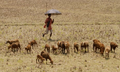A villager stands under his umbrella to protect him from the sun as he watches his goat herd grazing in the field in the eastern Indian city Bhubaneswar, India