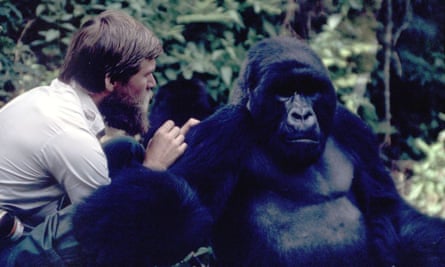 Ian Redmond grooms Pablo, a silverback mountain gorilla, for parasitology research, Karisoke, Rwanda