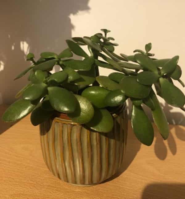 Serena Plant