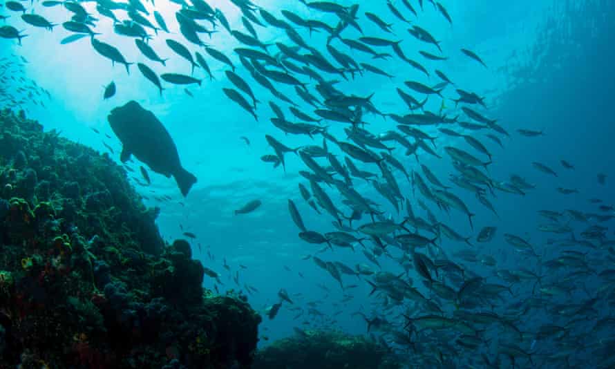 Fish around Indonesia’s Wetar island