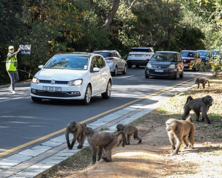 A person in a hi-vis vest holds up a sign to drivers on a road where troops of baboons are walking.