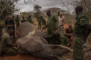 An elephant collaring team works to get a collar around Salama, a female African elephant.