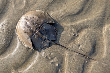 An adult mangrove horseshoe crab on a beach in Cox Bazar, Bangladesh.