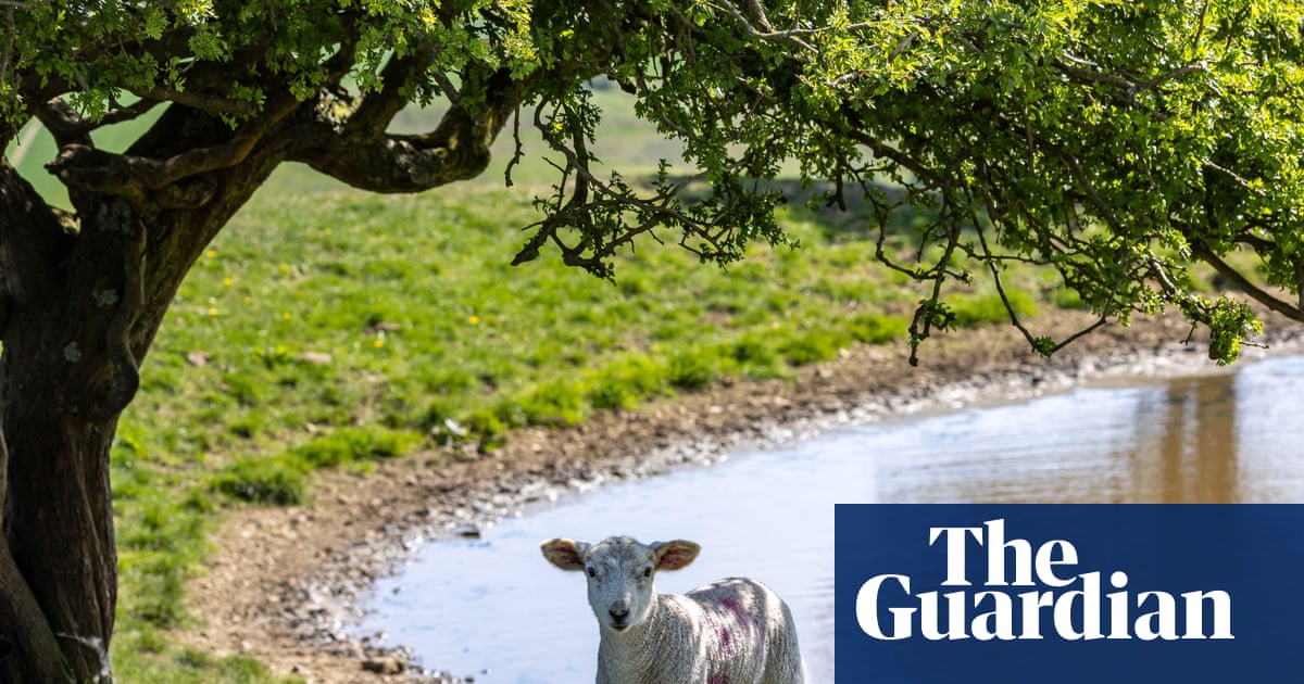 How England's brutal summer heat is affecting farm animals and crops