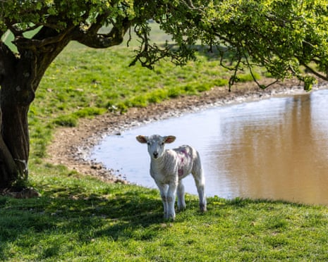 A lamb next to a pond on Ditchling Beacon in the South Downs