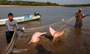 Two men capture a pink dolphin in a net