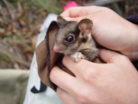 A leadbeater’s possum held in hands