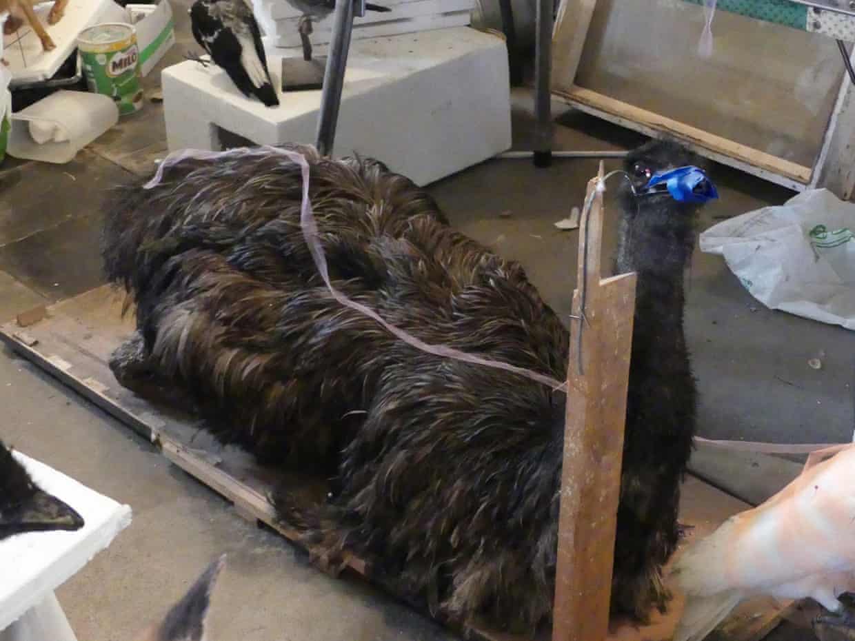 Kyneton ərazisində bir emu. Fotoqraf: Conservation Regulator Victoria