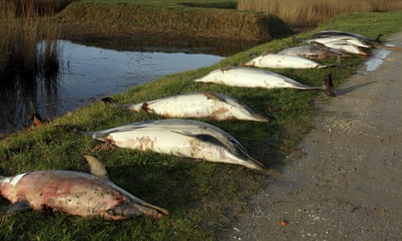 Dead dolphins lined up in La Tremblade on the Atlantic coast.