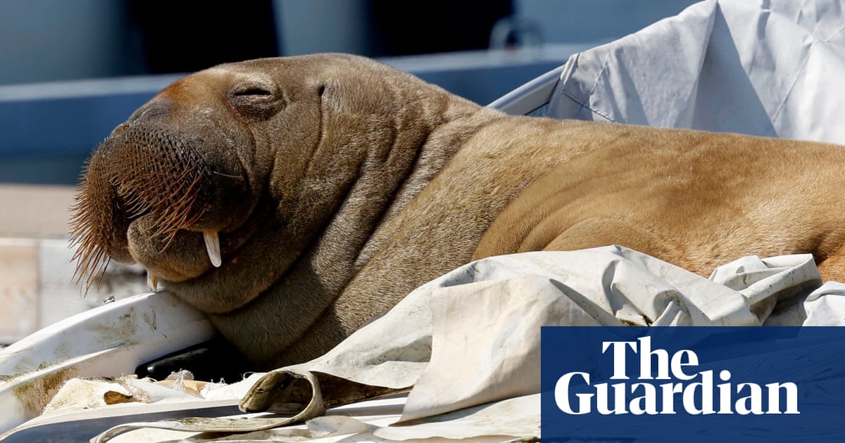 Freya the walrus: Norway officials warn of euthanasia risk if crowds don’t stay away