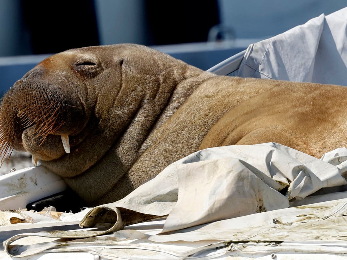 Freya the walrus: Norway officials warn of euthanasia risk if crowds don't stay away | Animals | The Guardian Freya the walrus: Norway officials warn of euthanasia risk if crowds don't stay away | Animals | The Guardian