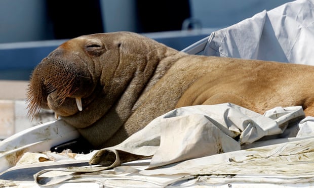 Freya the young walrus relaxes on a boat in Oslo