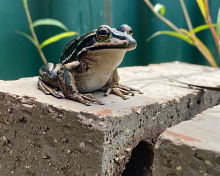 A frog sitting on a brick
