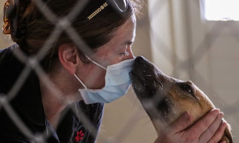 A trainer from the Paws animal welfare organisation cares for a rescued stray dog near Doha in 2020