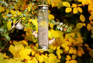 Three European goldfinches squabbling at a bird feeder in a garden in south-east England.
