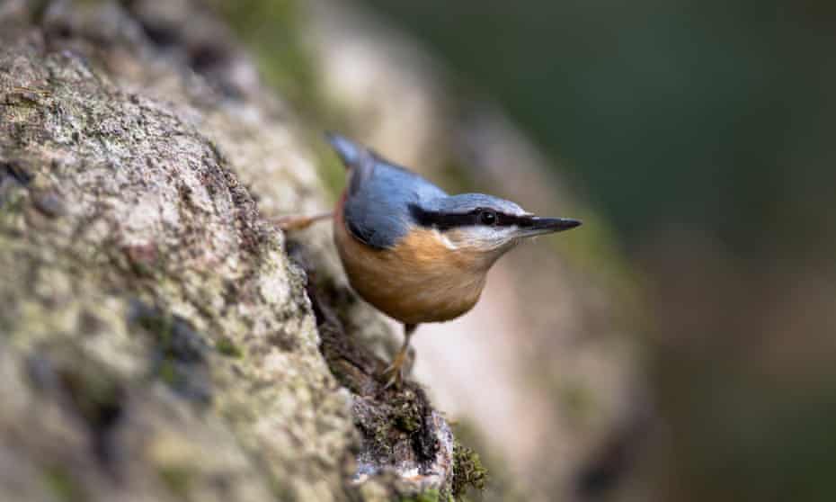 Nuthatch