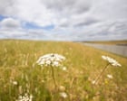 Wildlife arrives on time at rewilded chalk grasslands built along HS2 route