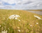 Wildlife arrives on time at rewilded chalk grasslands built along HS2 route