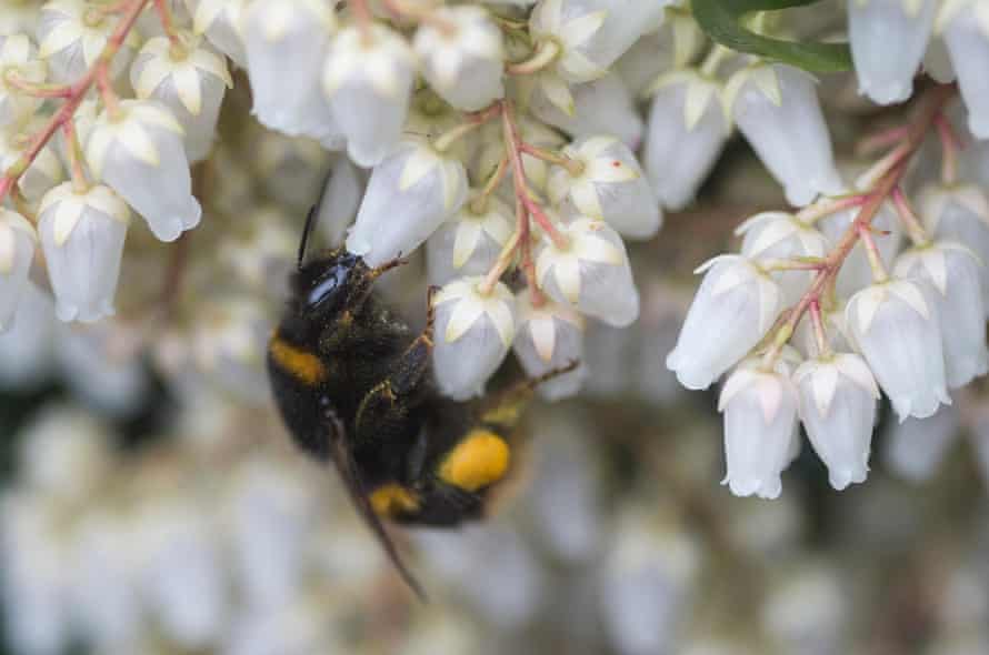 A bee forages in a garden. The UK bee population has seen a severe decline over the past 20 years.